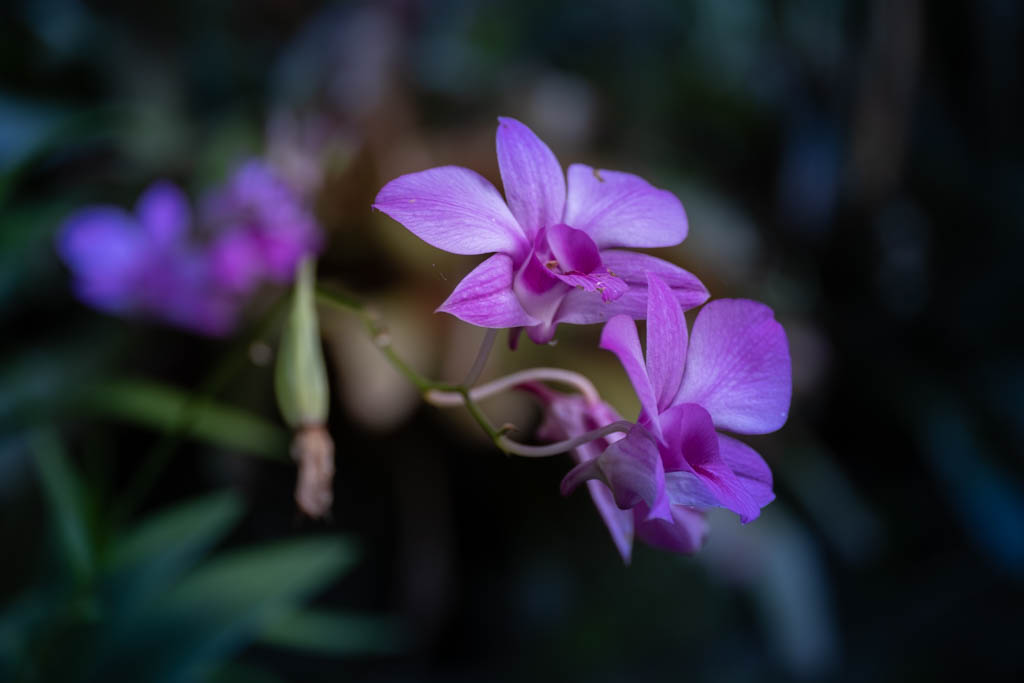 Murni's Houses Garden
