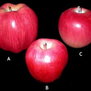 Wooden Fruit: Apples