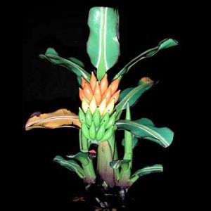 Banana Tree 1