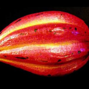 Wooden Fruit: Cocoa