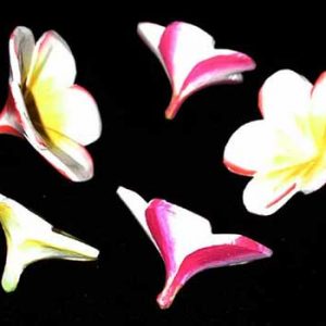 Wooden Frangipani Flowers
