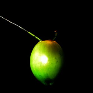 Wooden Fruit: Green Coconut