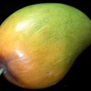 Wooden Fruit: Mango