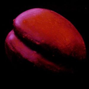 Wooden Fruit: Purple Plum