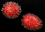 Wooden Fruit: Rambutan
