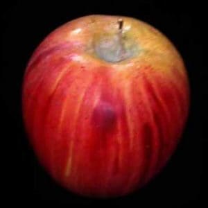 Wooden Fruit: Red and Yellow Apple