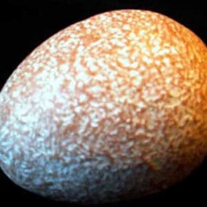 Wooden Fruit: Sawo