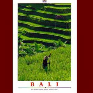 Rice Terraces