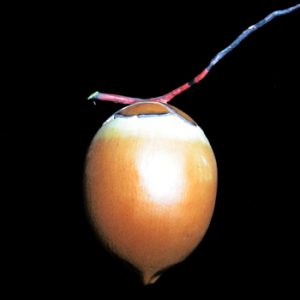 Wooden Fruit: Yellow Coconut