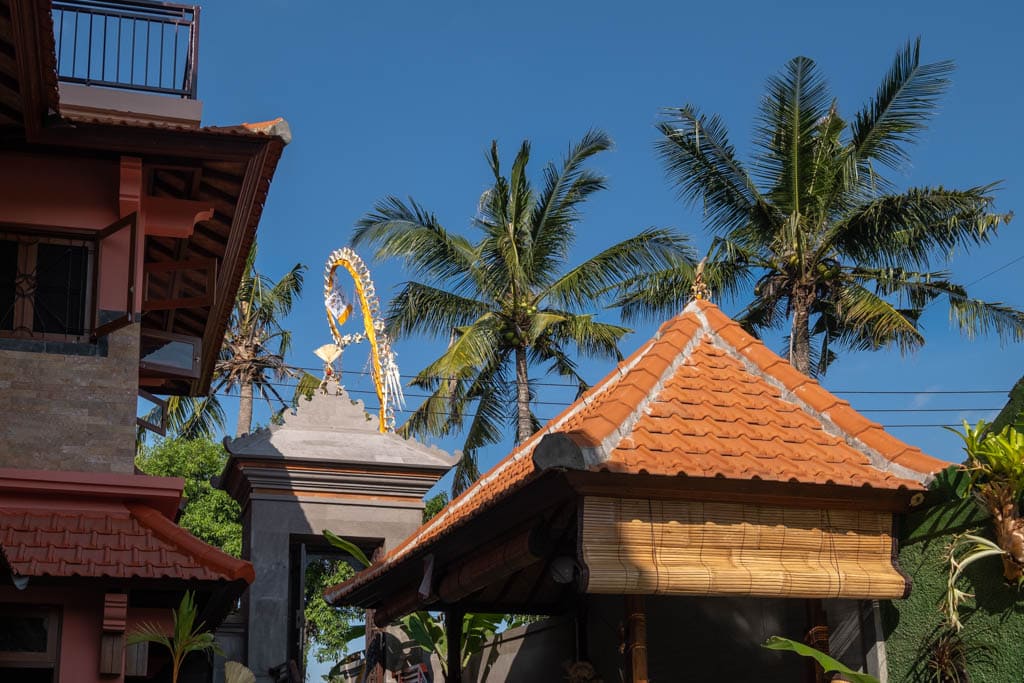 Coconut Trees