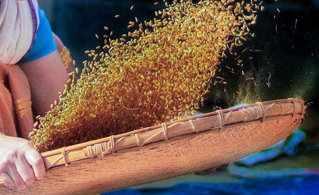 Philippine Rice Winnowing